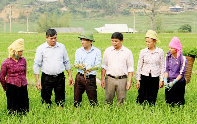 Cán bộ Phòng Nông nghiệp và Phát triển nông thôn huyện hướng dẫn người dân chăm sóc lúa.